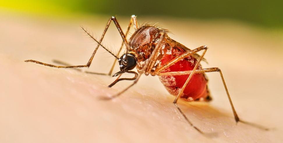 Dehradun Dengue Cases: Dengue Cases Rise Early in Dehradun Health Department on Alert