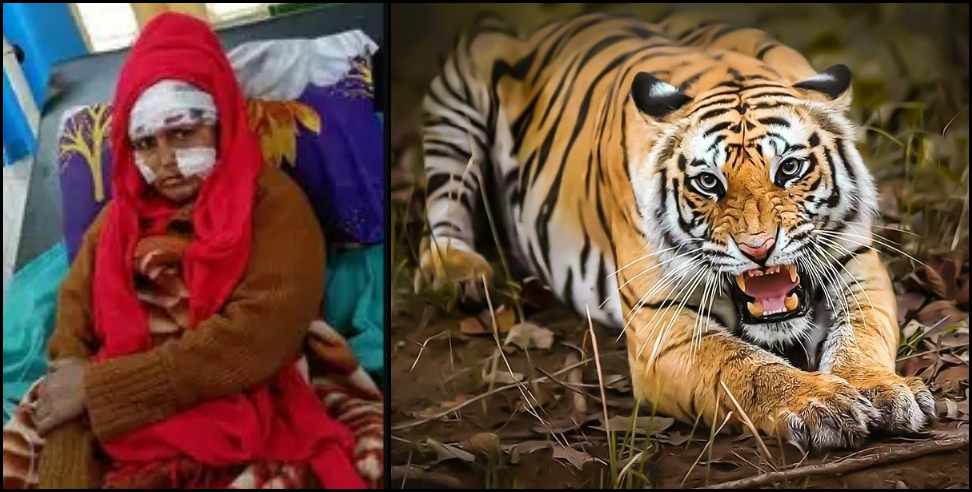Haldwani Damuadhunga Leela Devi Bagh: Leela Devi of ​​Haldwani Damuadhunga fought with tiger