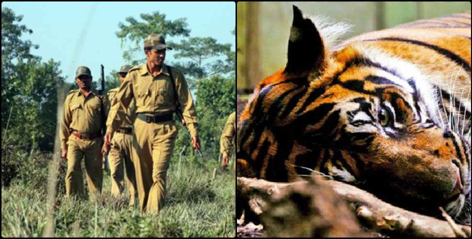 Corbett National Park: Tigers corpse found in Corbett National Park