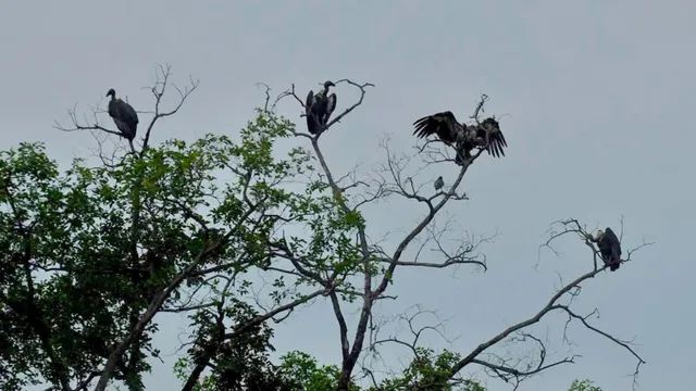 Rare White Rumped Vulture