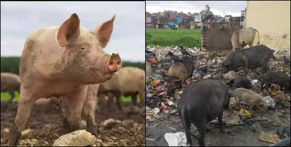 Kotdwar African Swine Fever: African Swine Fever in Kotdwar