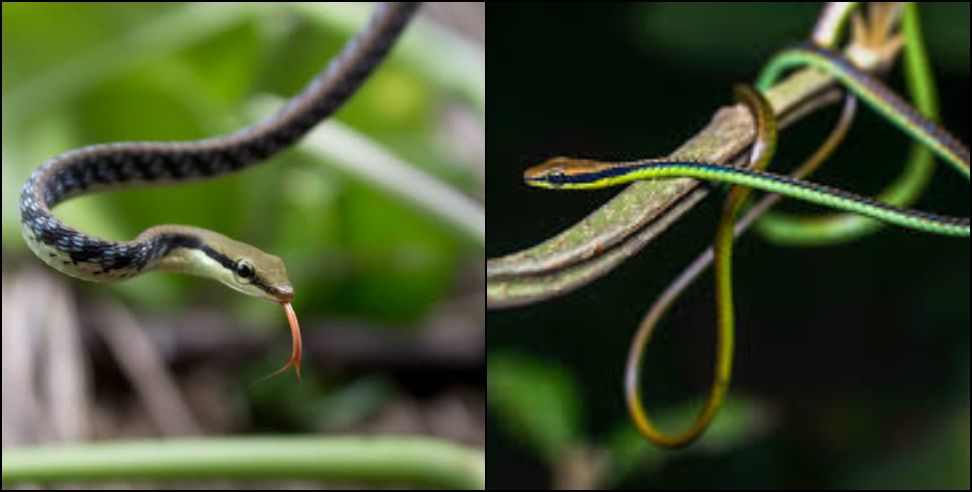 Dehradun bronzeback tree snake: bronzeback tree snake found in dehradun