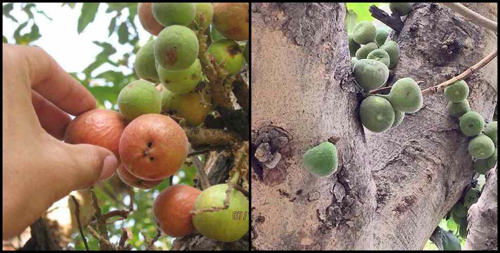 Lower Himalayan Fruits: Health benefits of timla fruit of lower himalayas