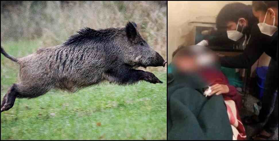 Nainidanda Block Wild Boar: Wild boar attack on woman in Nainidanda block