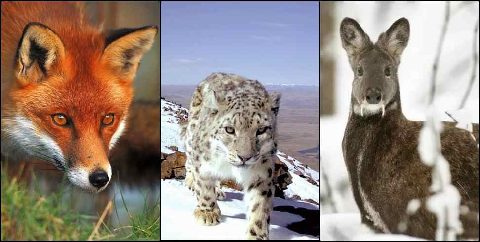 Nanda Devi National Park : Snow Leopard Red Fox Musk Deer in Nanda Devi National Park