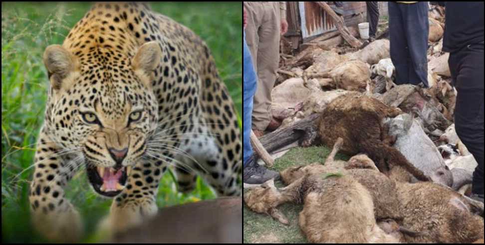 Tehri-garhwal Leopard attacks: Leopard attacks on goat in ranogi village tehri-garhwal