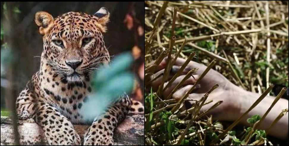 Leopard attacked the child in Rudraprayag Basukedar