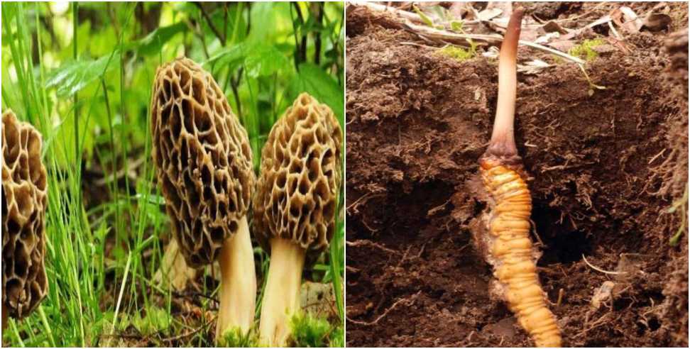 कीड़ाजड़ी और गुच्छी मशरूम: Kadav Jhadi and Gucchi Mushroom will be included in forest produce