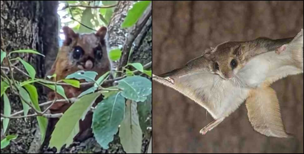 Rare Flying Squirrel Spotted in Uttarakhand Chandak Forests