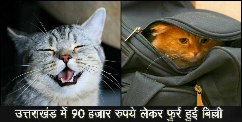 Haridwar: Cat theft ninety thousand