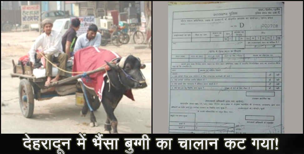 Uttarakhand police: Uttarakhand police cut buffalo cart 1000 rupees challan