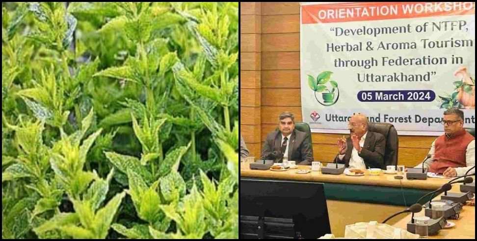 11 herbal aroma tourism park: Herbs will be grown in 10 thousand hectares of land in uttarakhand