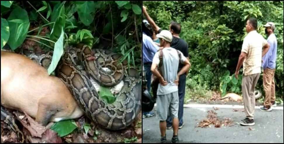 Nainital python ghurad: The python swallowed the ghurad in Nainital