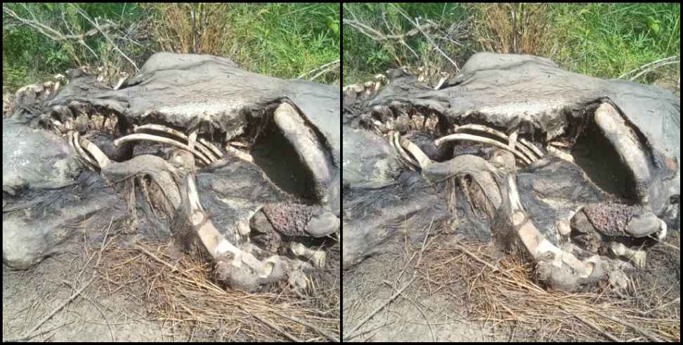 Uttarakhand Rajaji National Park: Skeleton of female elephant found in Rajaji National Park