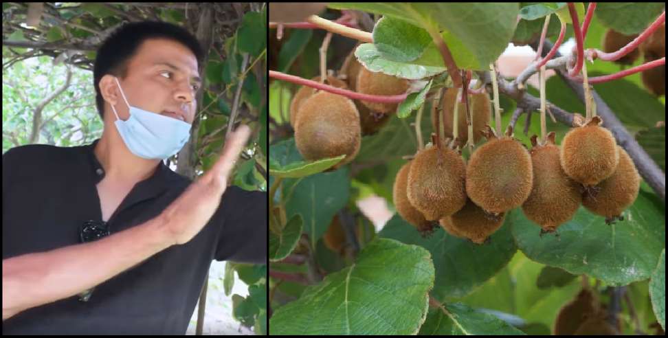 Kiwi farming Uttarakhand: Kiwi farming in Uttarakhand