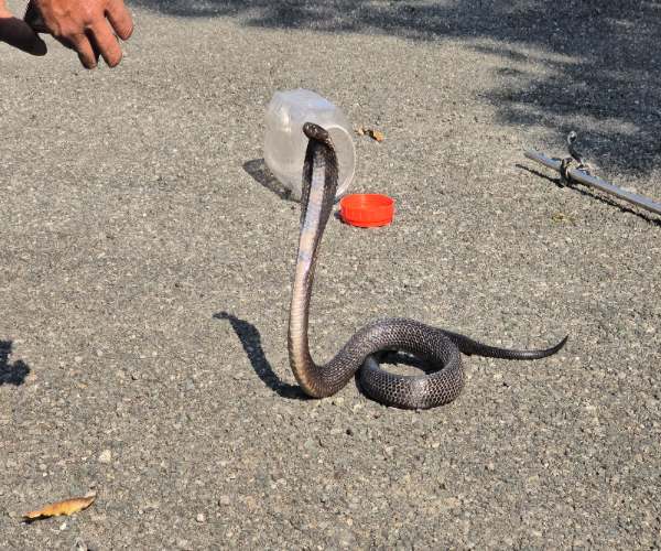 Poisonous snakes in Ramnagar