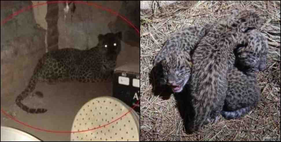 pithoragaeh silpata village leopard cub: Leopard gave birth to 3 cubs in Pithoragarh Silpata village