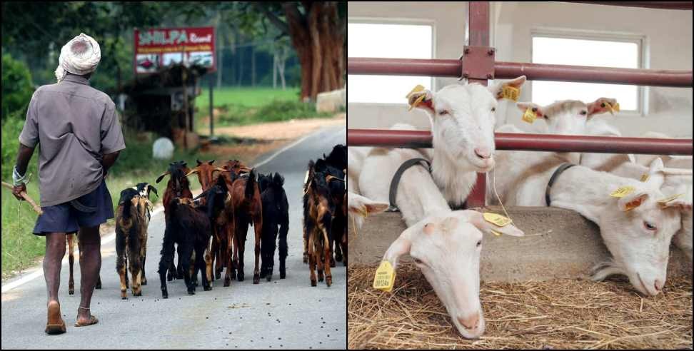 Uttarakhand Goat Valley Scheme: Uttarakhand Government Goat Farming Goat Valley Scheme