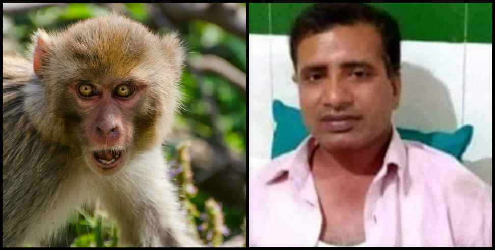 Bageshwar News: BAGESHWAY MONKEY THROW STONE ON A MAN