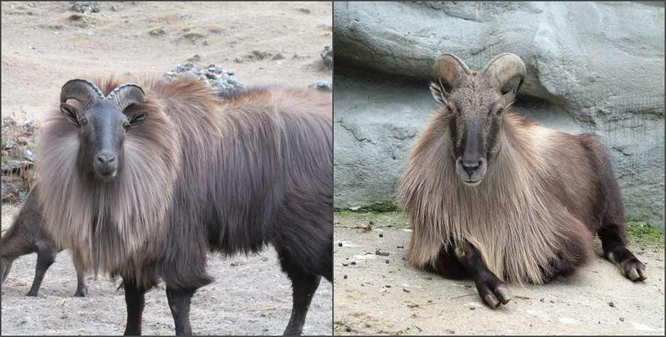 Himalayan Thar Scene in Chopta Tungnath Valley