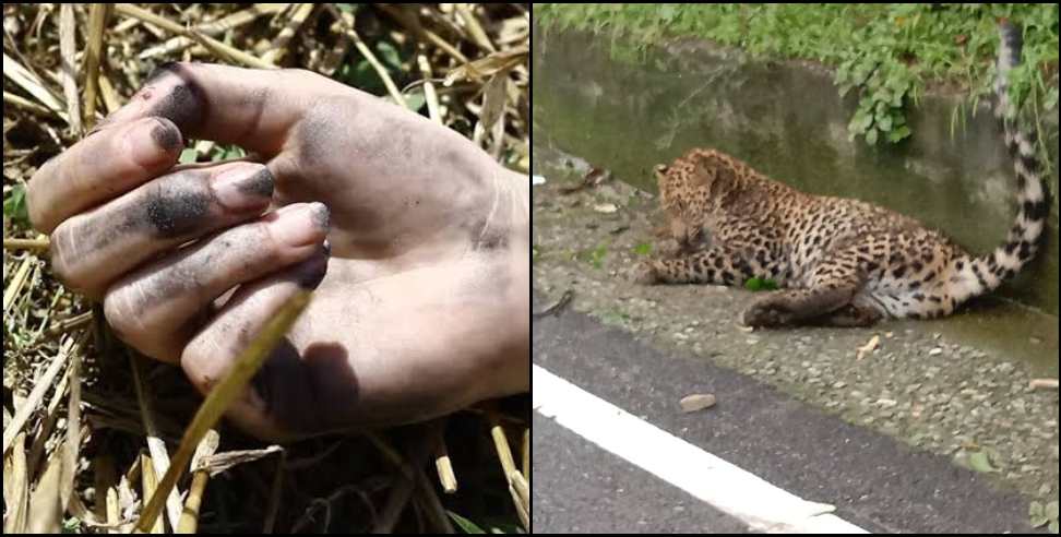 Haridwar rishikesh highway Leopard: Leopard and youth died in an accident in haridwar rishikesh highway