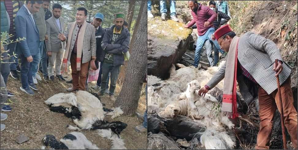 Uttarkashi Purola Sheep Death: More than 300 sheep died in Purola uttarkashi