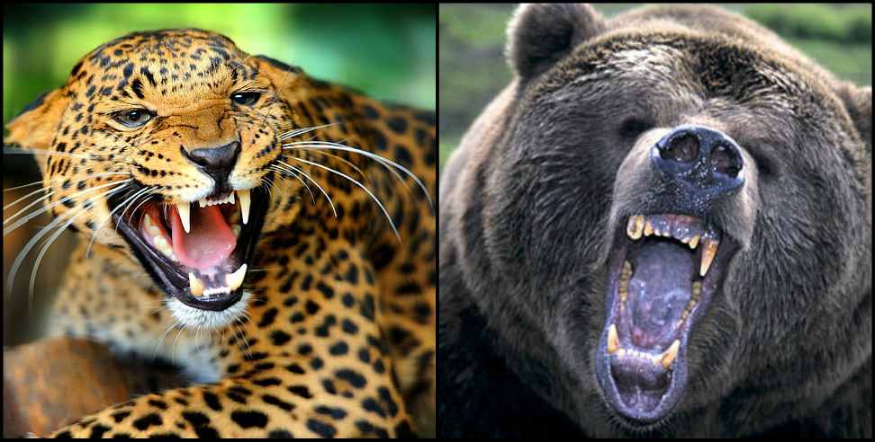 Chamoli News: leopard and bear fight in middle of a village in chamoli