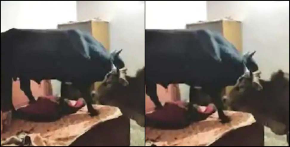 Rishikesh video viral: Video viral of rishikesh house of cow