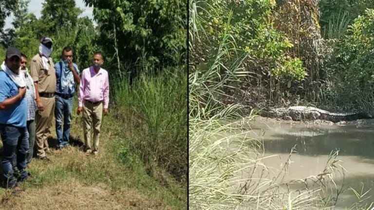 Crocodile attack on man in khatima
