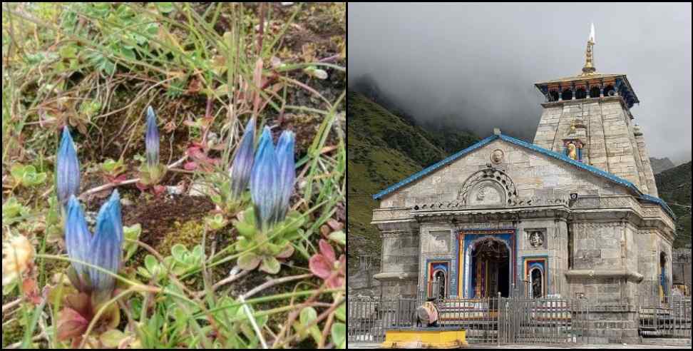 Kedarnath neelkamal: Neelkamal in Kedarnath