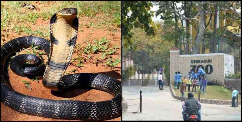 dehradun zoo king kobra : dehradun zoo king cobra missing