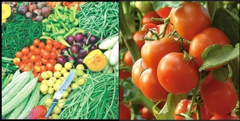 uttarakhand cheap tomato counter: uttarakhand cheap tomato in four counter