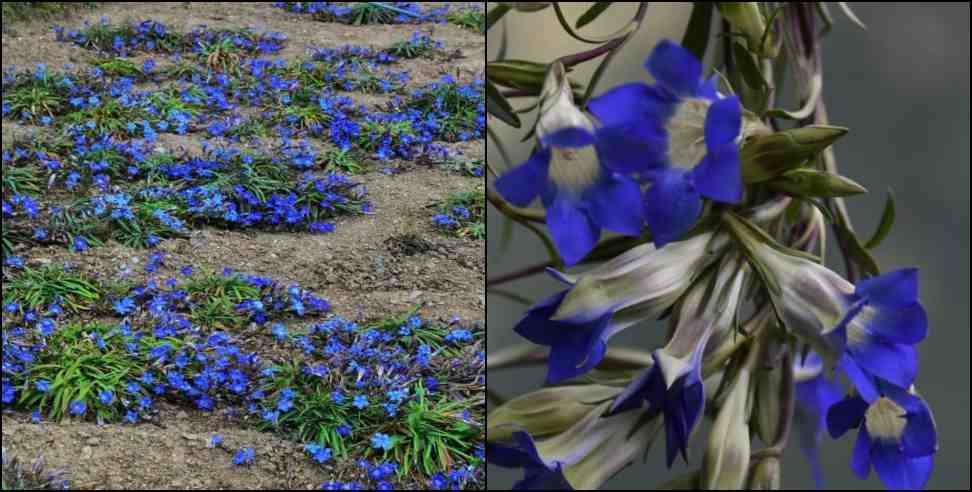 Uttarakhand Gentiana Kuru Flower: Gentiana Kuru flower discovered in Uttarakhand