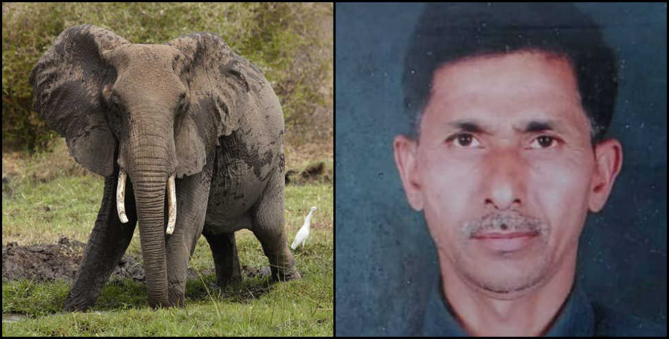 Elephant attack : Elephant killed a farmer in uttarakhand