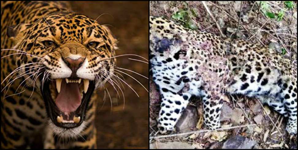 Leopard hunted leopard in Uttarakhand
