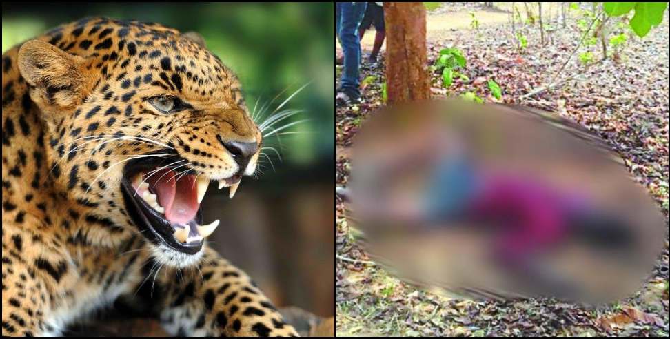 Gangolihat Guldar: Leopard hunts a two and a half year old girl in Gangolihat