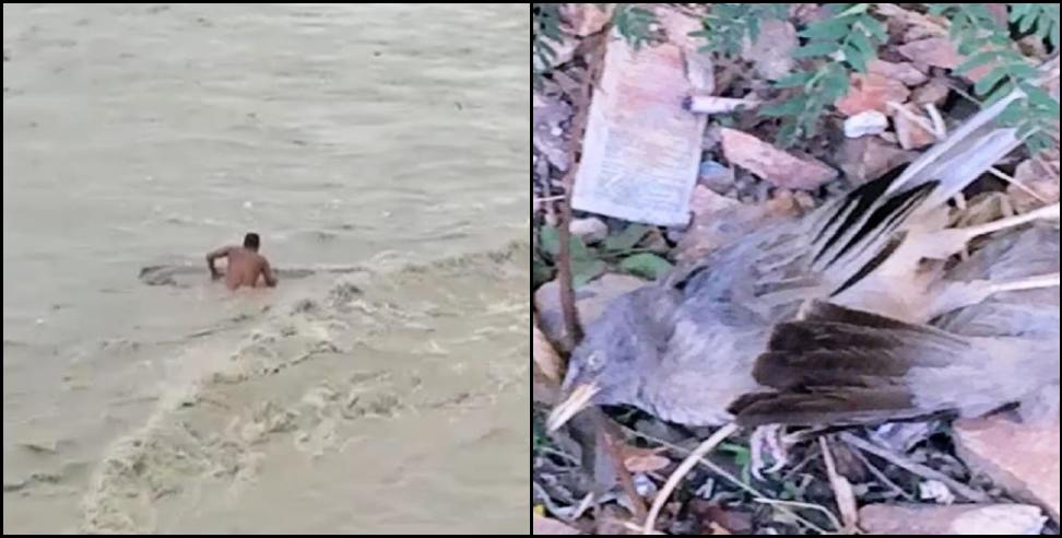 Udham Singh Nagar News: Nepali escaped leaving 9 dead Siberian birds in Khatima