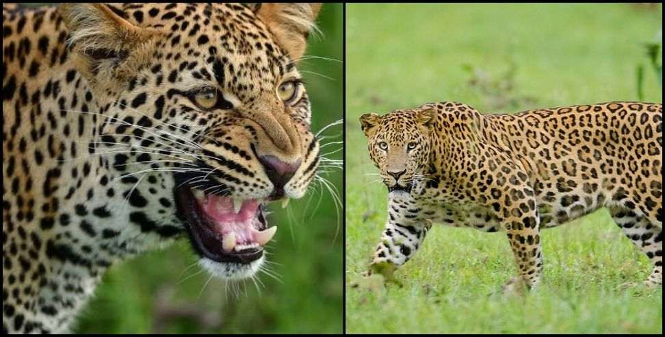Leopard attack chamoli: Leopard pounced on an old man going to the forest with goats