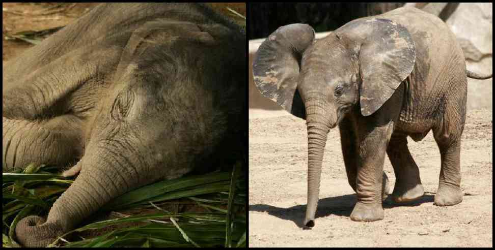 Uttarakhand Baby Elephant Sultan: Baby elephant sultan rajaji national park uttarakhand