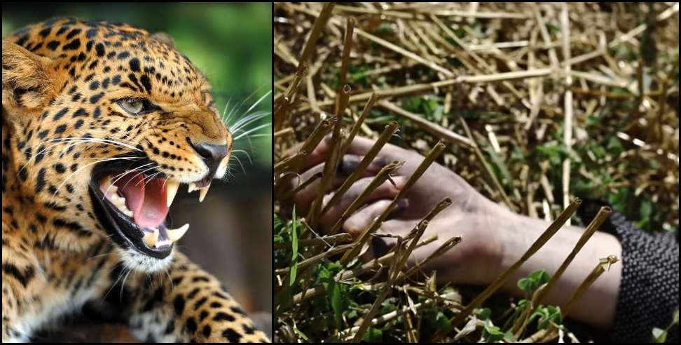 Almora peepli village: Leopard killed Almora peepli village nandi devi