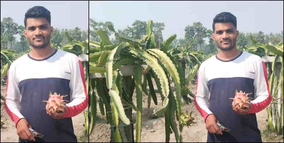 Anup Kushwaha Dragon Fruit: Uttarakhand Udham Singh Nagar Kichha Anoop Kushwaha Dragon Fruit Farming