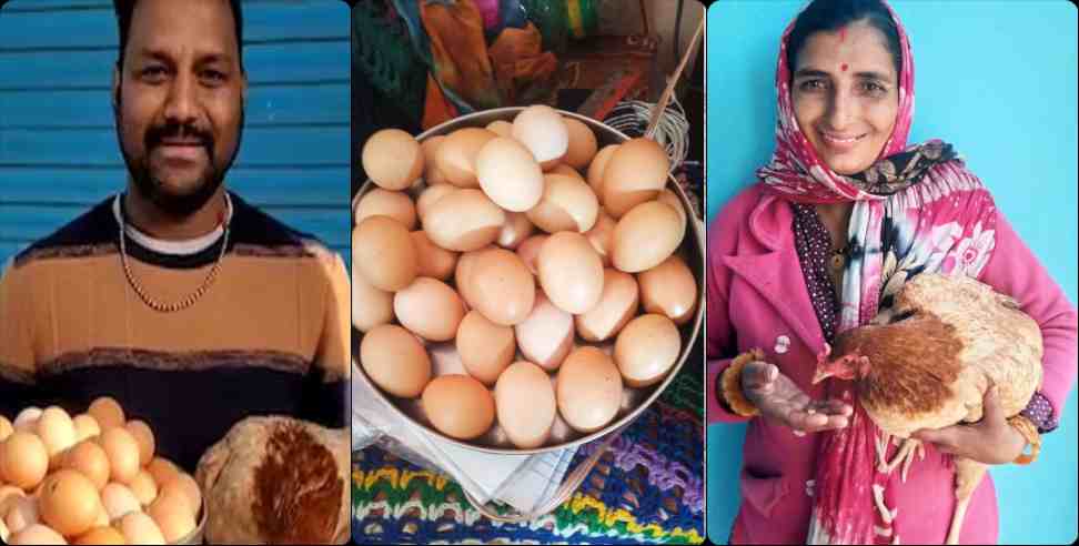 almora hen 31 eggs: Almora hen gave 31 eggs in one day