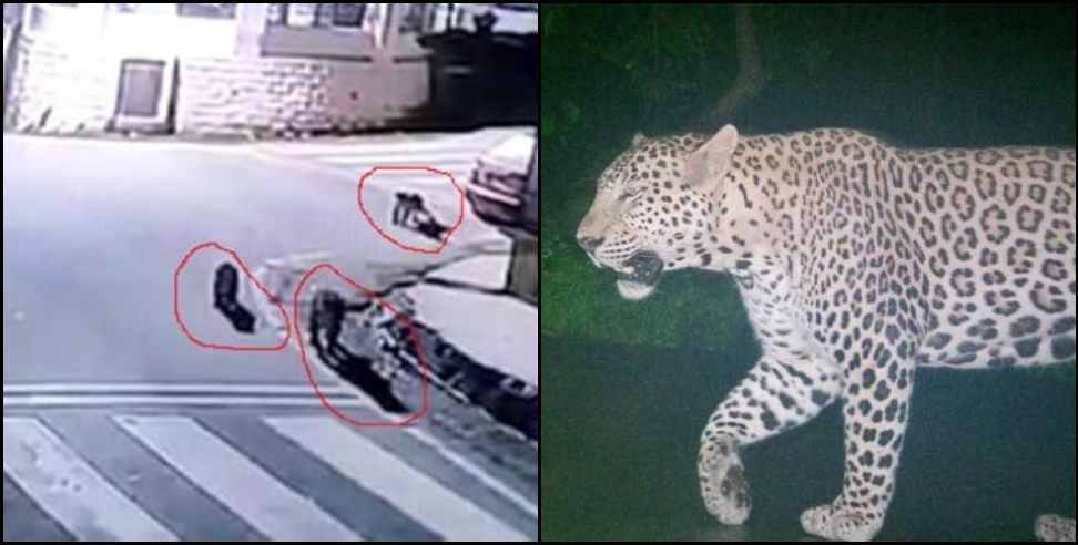Leopard: Leopard seen in CCTV camera in Bageshwar