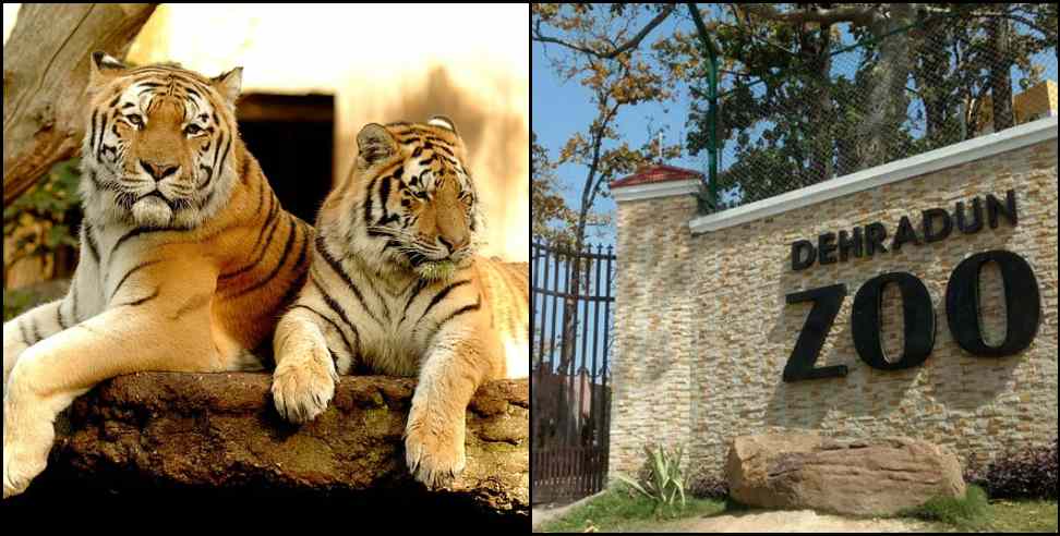 dehradun zoo royal bangal tiger: Royal Bengal Tiger Couple at Dehradun ZOO