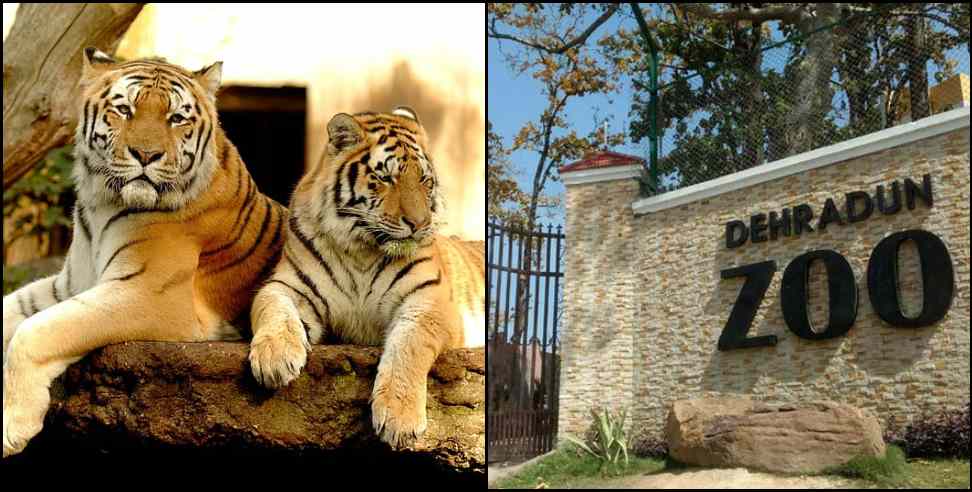 Royal Bengal Tiger Couple at Dehradun ZOO