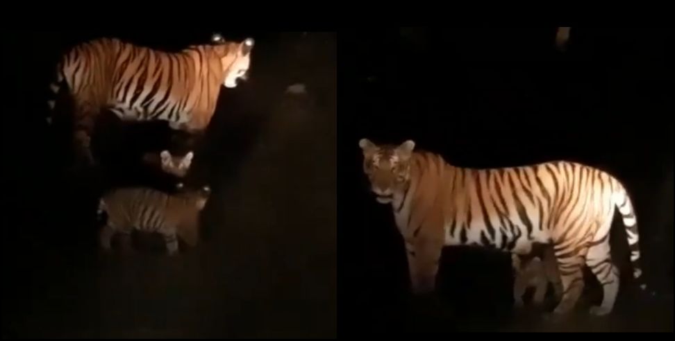 new tehri tigress video: tigress roaming with her cubs In Tehri Garhwal