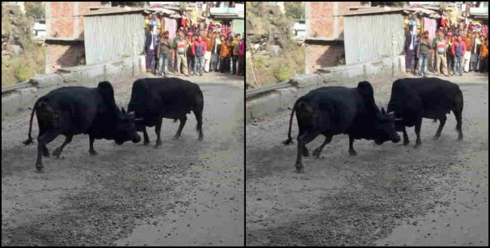 Badrinath highway: Bull fight on highway