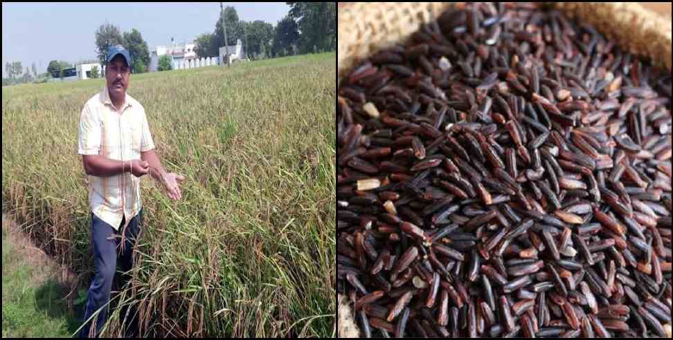 Sanjay beniwal bazpur farmer: Sanjay Benicar black rice farming in bazpur