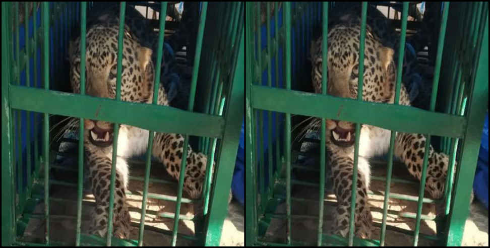 Man eater leopard: Leopard entered in bathroom