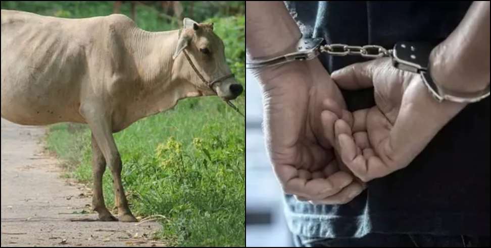 Two Arrested in Cow Slaughter Case in Uttarakhand